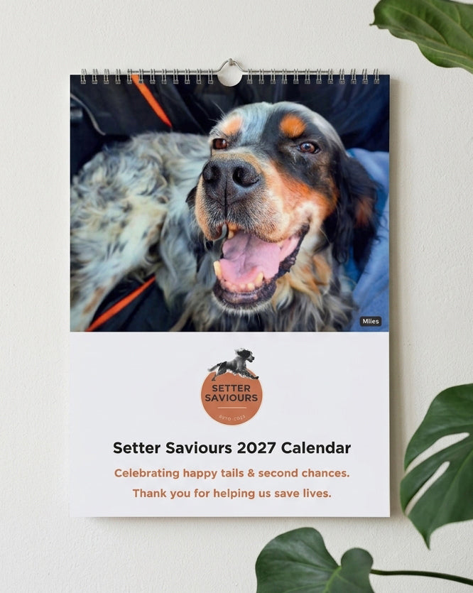 Setter Saviours 2027 Charity Wall Calendar - A Year of Our Rescue Dogs (A4)