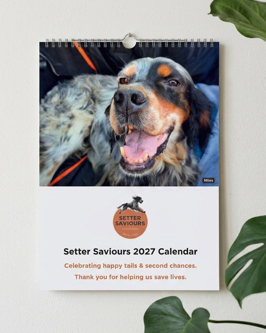 Setter Saviours 2027 Charity Wall Calendar - A Year of Our Rescue Dogs (A4)