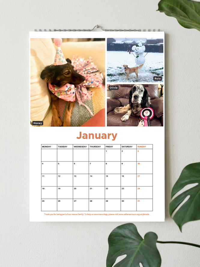 A spiral-bound January wall calendar page hanging on a light wall, featuring three dog photos at the top and a monthly grid below. Green plant leaves frame the scene.