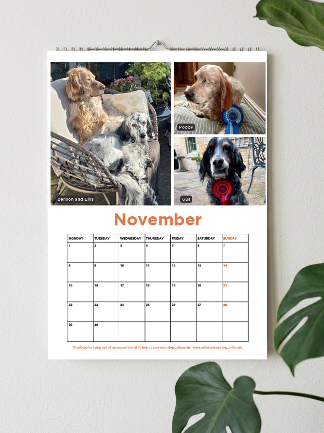 A spiral-bound November wall calendar hanging on a light wall, featuring three dog photos at the top and a grid below. Green plant leaves frame the scene.