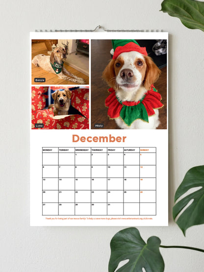 A hanging spiral-bound dog calendar page for December, featuring three photos of a dog dressed in holiday clothes, displayed against a light wall with green leaves in the corners.