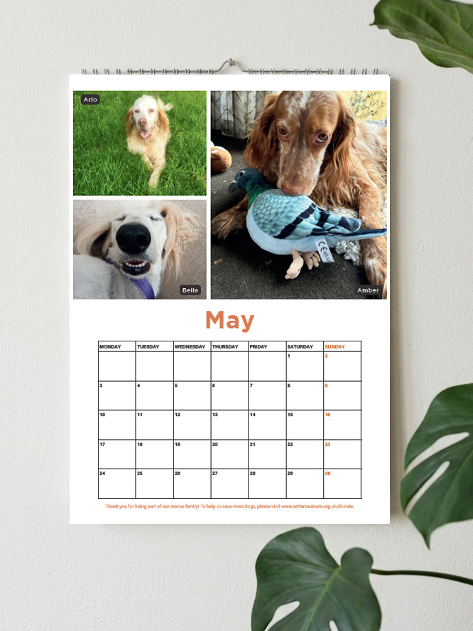 A hanging monthly calendar page for May displayed on a light wall, featuring three dog photos at the top and a blank calendar grid below. Green plant leaves frame the scene.