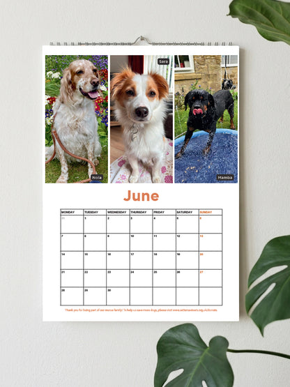 A wall-mounted June dog photo calendar page with three dog photos at the top and a monthly grid below, shown against a light wall with green leaves around it.