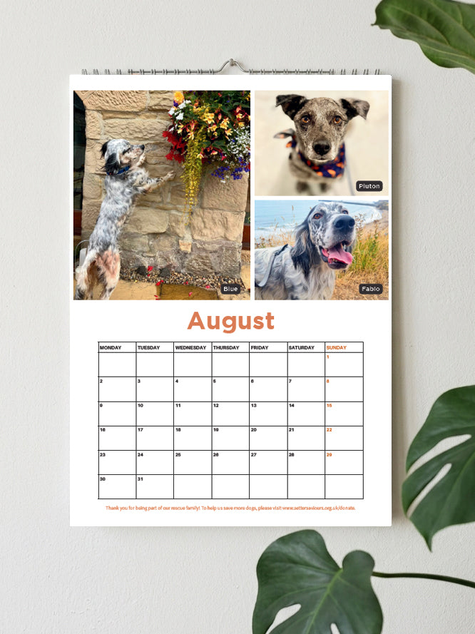 A spiral-bound August pet photo calendar hanging on a light wall, featuring three dog photos at the top and a printed calendar grid below. Green plant leaves frame the scene.