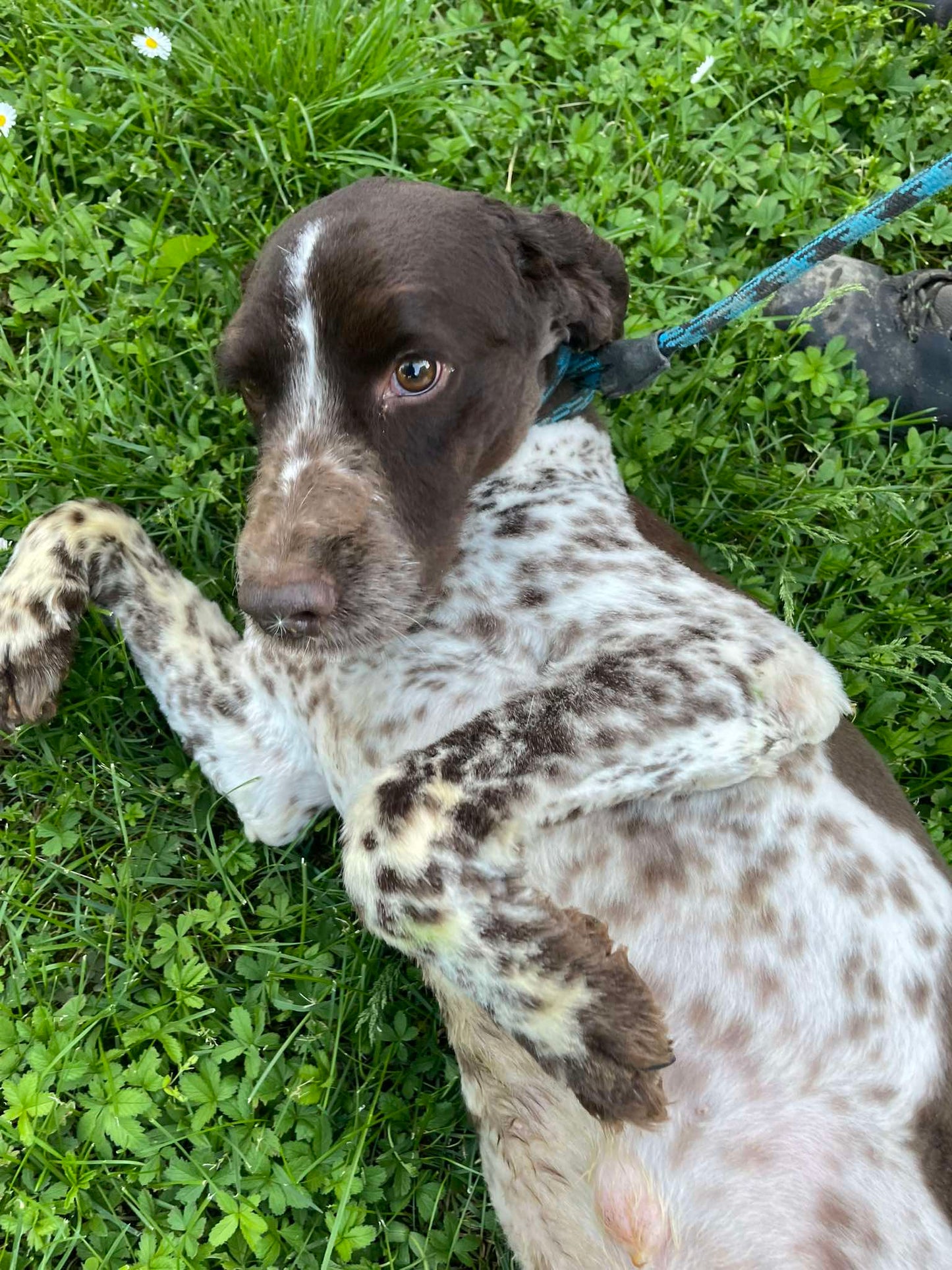 Django