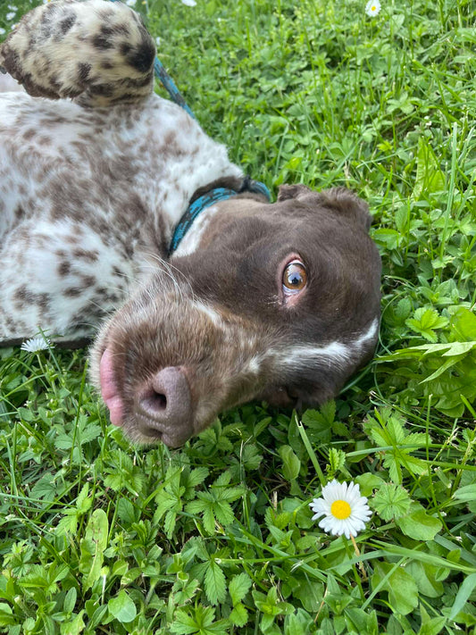 Django