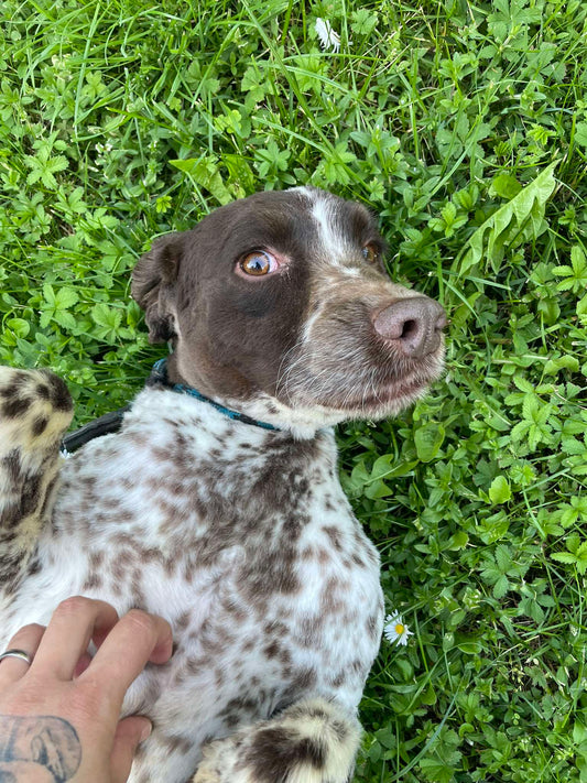 Django