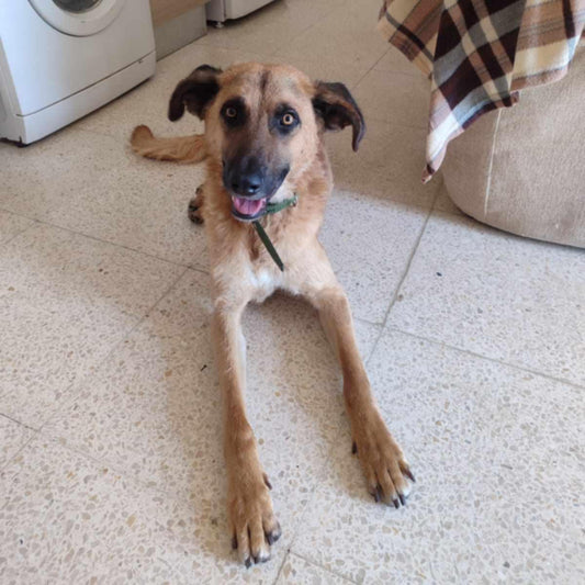 Dobby