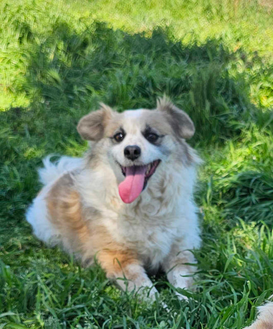 Dora