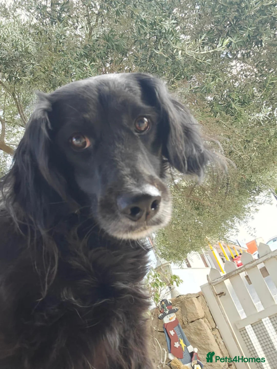 Gino