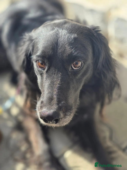 Gino