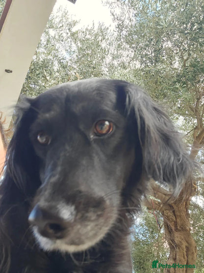 Gino