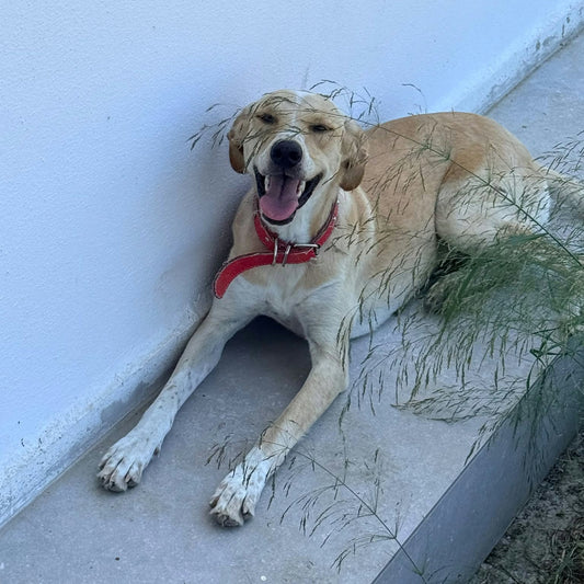 A light tan dog lying on a concrete ledge against a white wall, wearing a red collar and looking up with its mouth open.