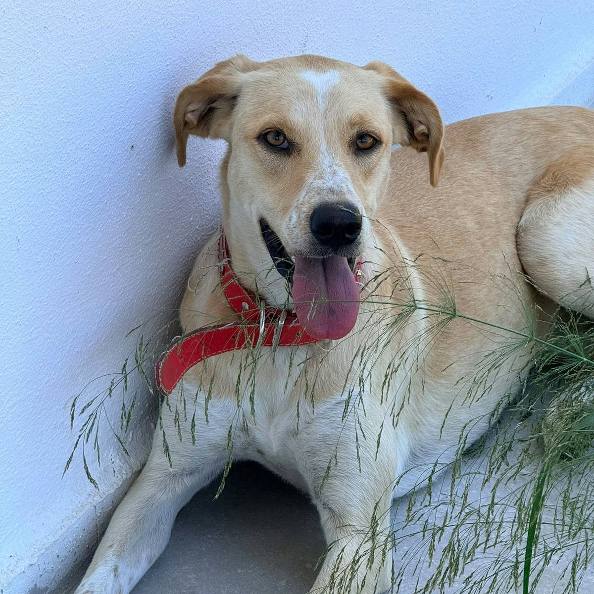 A light tan and white dog lying on a concrete surface against a white wall, wearing a bright red bandana around its neck and chewing on green grass.