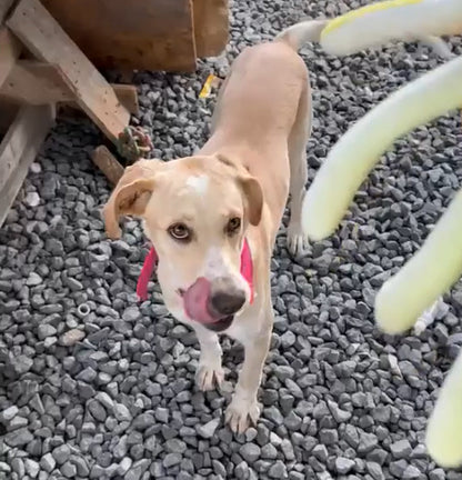 A light tan and white dog standing on gray gravel, looking up toward a person whose hand is visible in the foreground holding what appears to be a treat or toy.