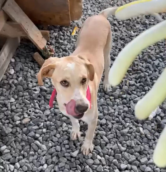 A light tan and white dog standing on gray gravel, looking up toward a person whose hand is visible in the foreground holding what appears to be a treat or toy.
