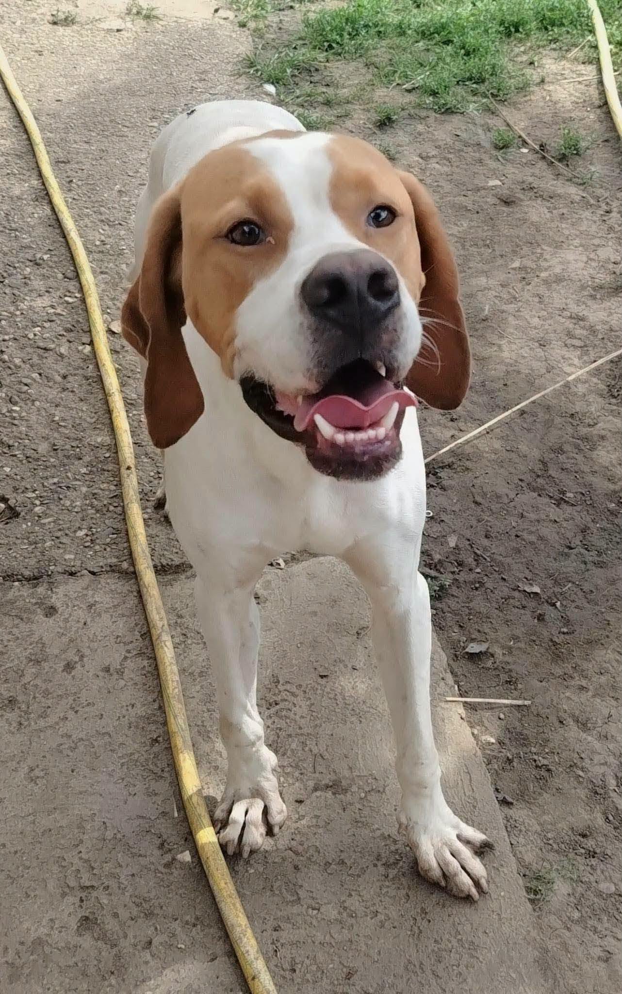 Jake