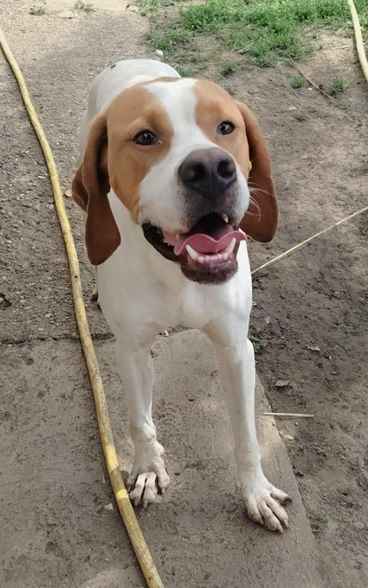 Jake