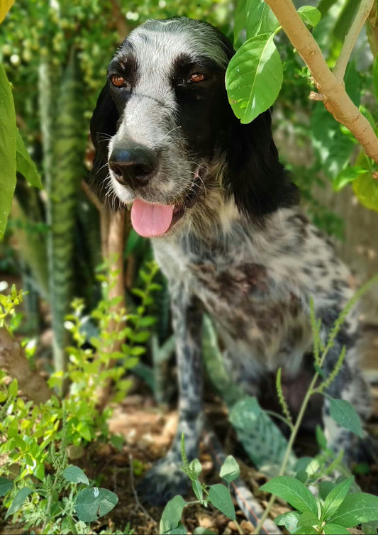 A black and white spotted dog sitting outdoors among green plants and tree branches, with its tongue out.