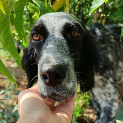 A close-up shot of a black and white dog being gently held by a person's hand in an outdoor garden setting with green foliage.