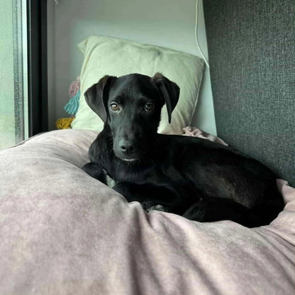 Black dog lying on a cushion inside a vehicle