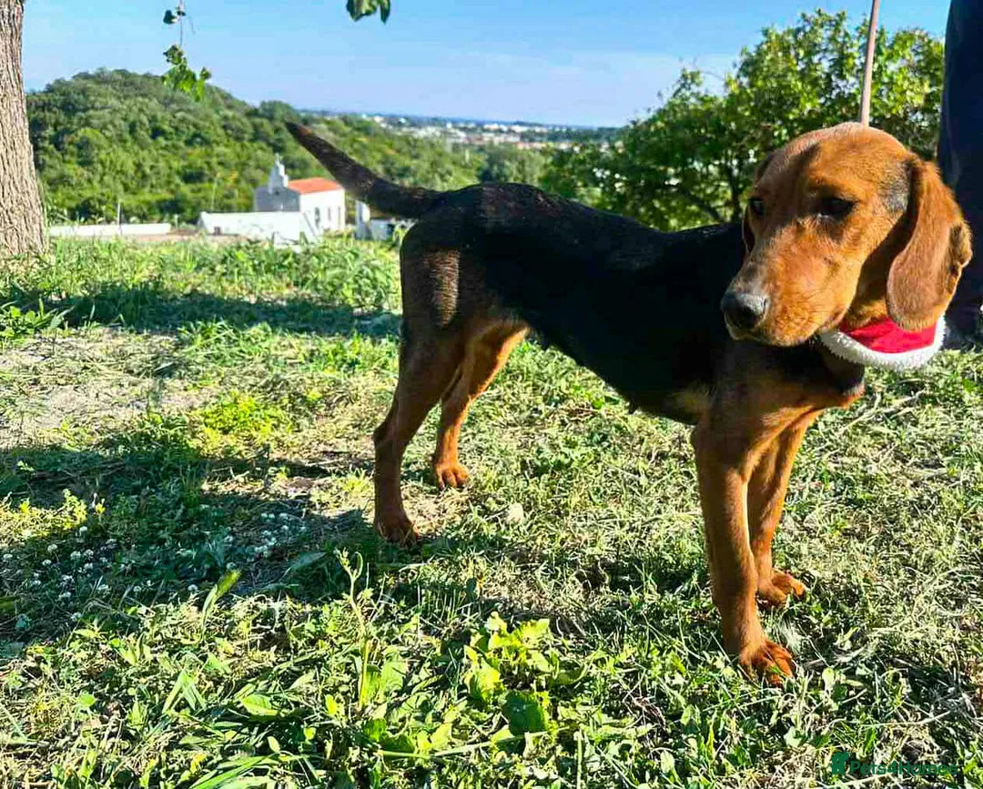 Lena