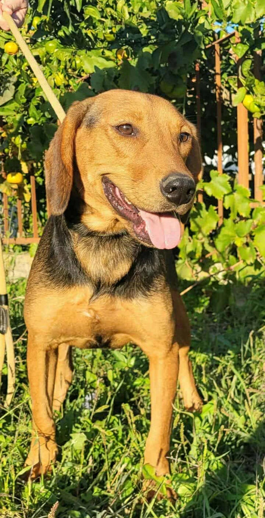 Lena