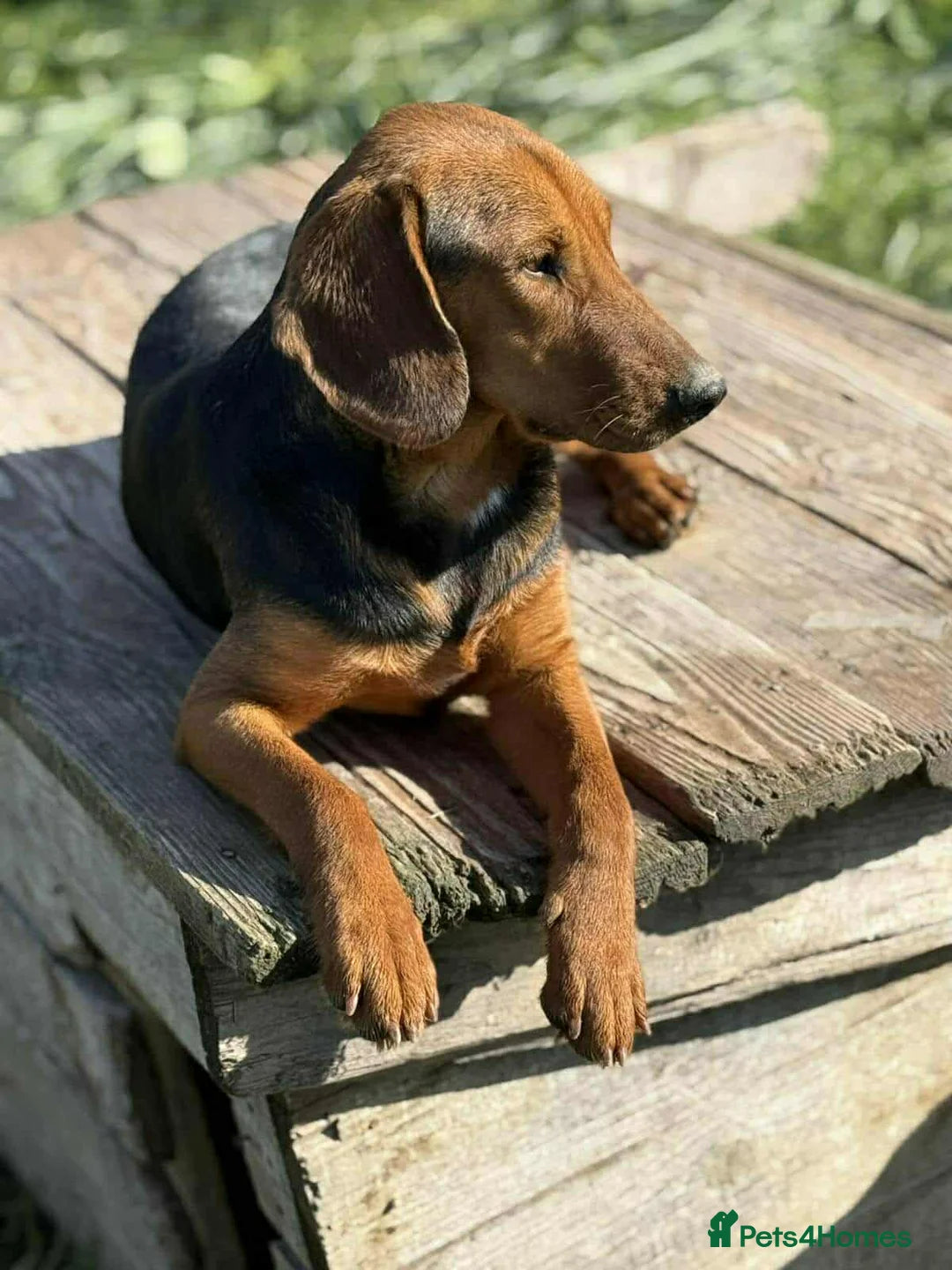 Lena