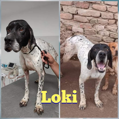 Loki