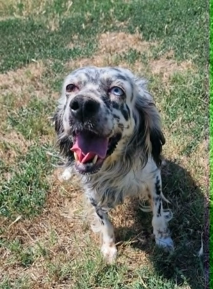 Lola