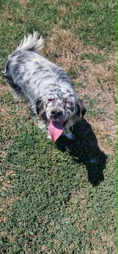 Lola