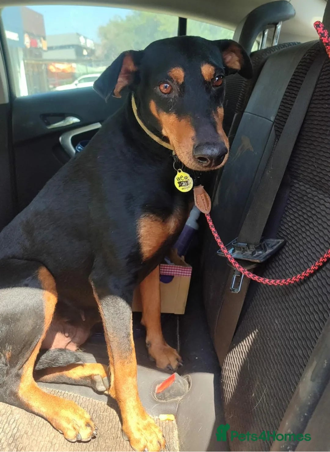 A black and tan dog sitting in the back seat of a car, wearing a collar with a round tag and a red leash.
