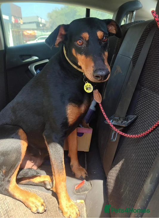 A black and tan dog sitting in the back seat of a car, wearing a collar with a round tag and a red leash.
