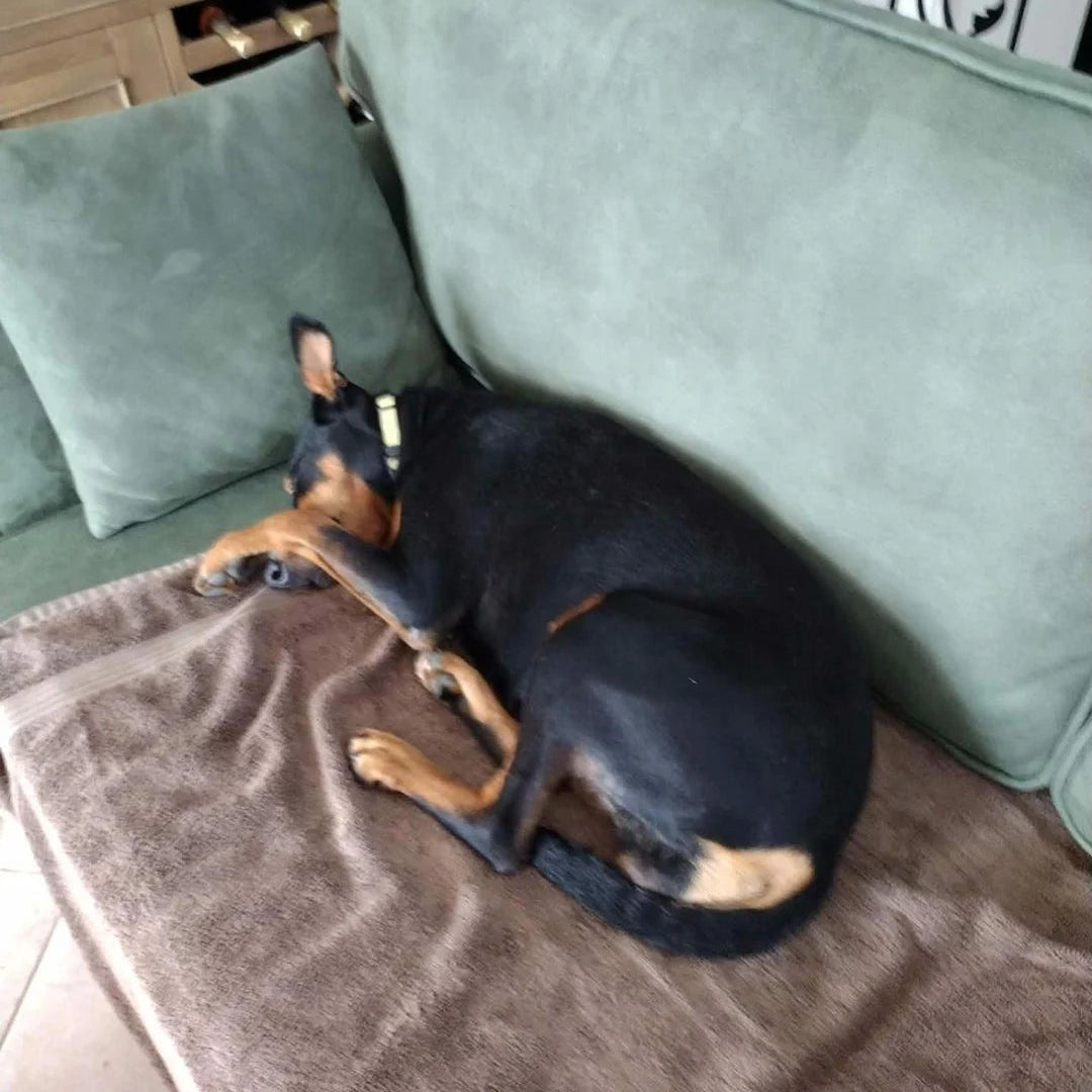 A black and tan dog curled up sleeping on a brown blanket on a green couch.
