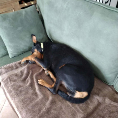 A black and tan dog curled up sleeping on a brown blanket on a green couch.