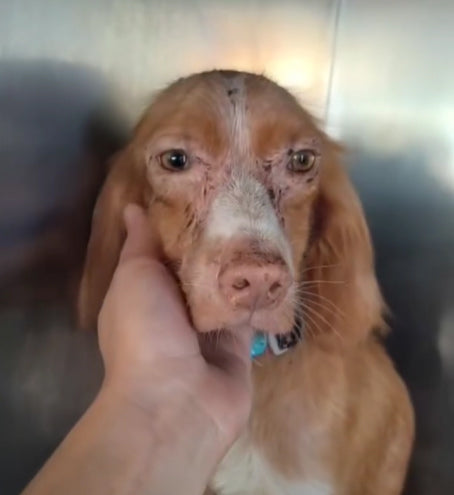A close-up of a brown and white dog being gently held by a person's hand, with a metallic background.