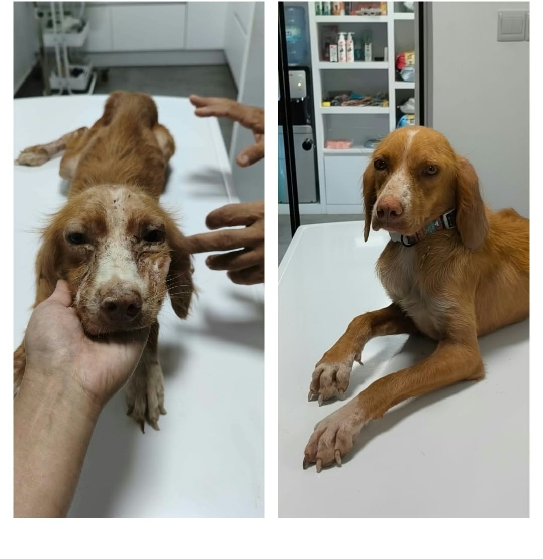 A split-screen photo showing a brown and white dog at an examination table in a clinic. The left panel shows the dog lying down while a person's hands gently hold its face.
