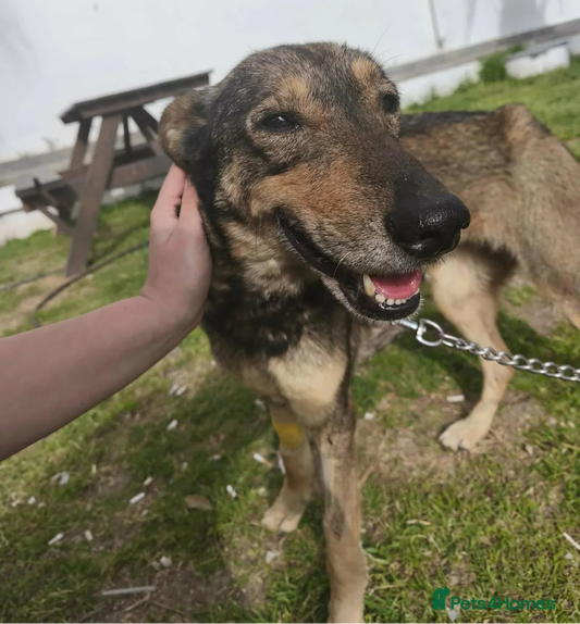 A medium-sized mixed breed dog with tan, black, and cream fur stands on grass outdoors while being pet by a person's hand. The dog is wearing a metal chain collar, with a white building and wooden bench in the background.