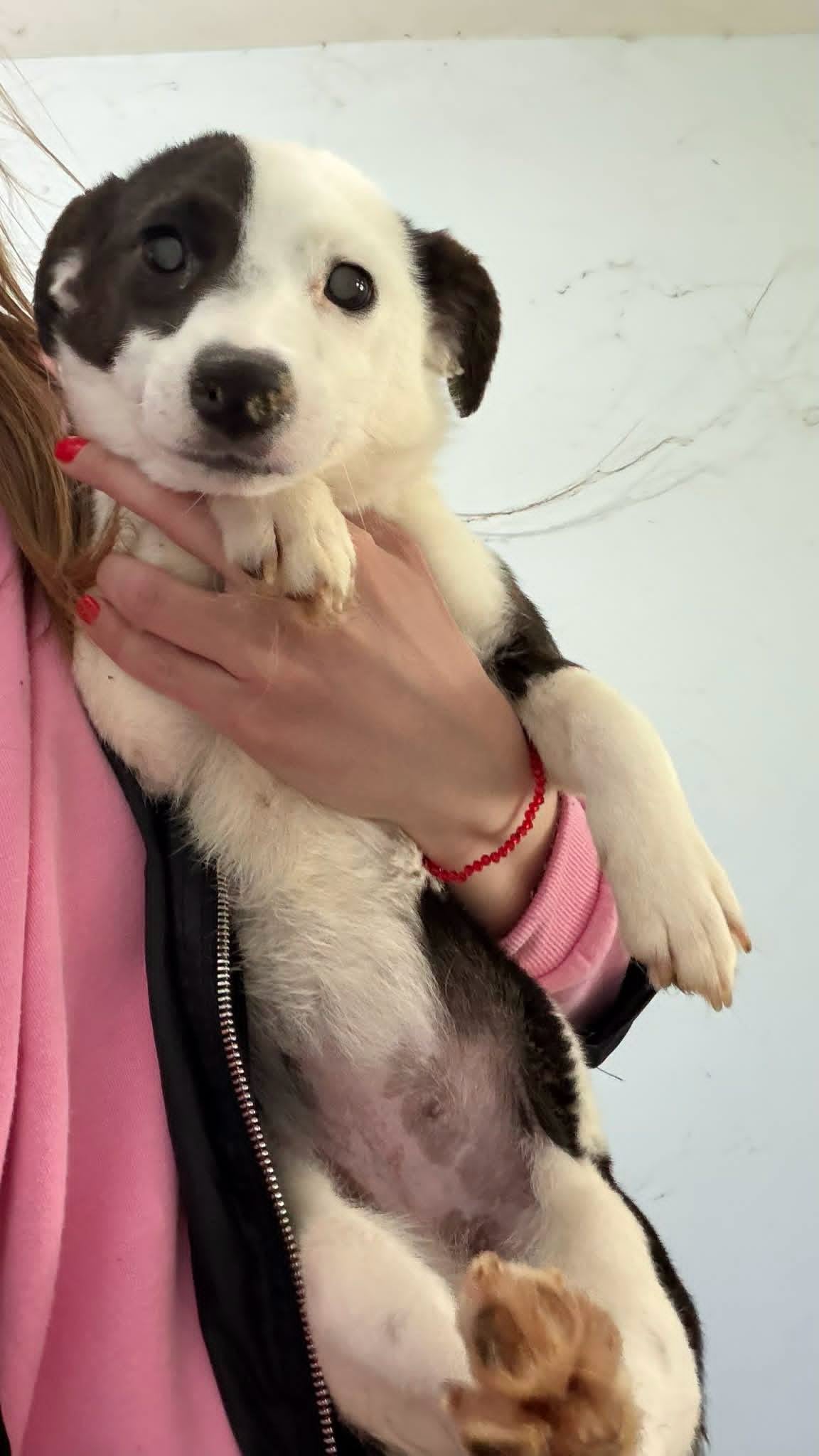 Maisie