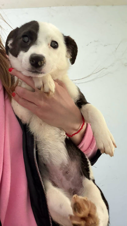 Maisie