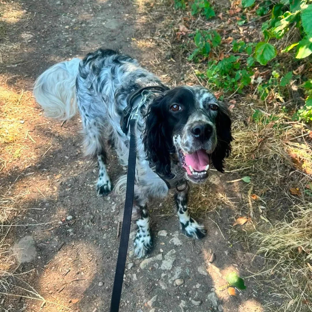 A black and white spotted dog on a black leash walking on a dirt path outdoors with green foliage on the side.