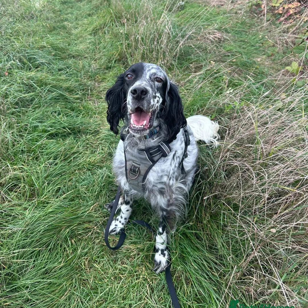 A black and white spotted dog wearing a gray harness sits on a grassy outdoor path.
