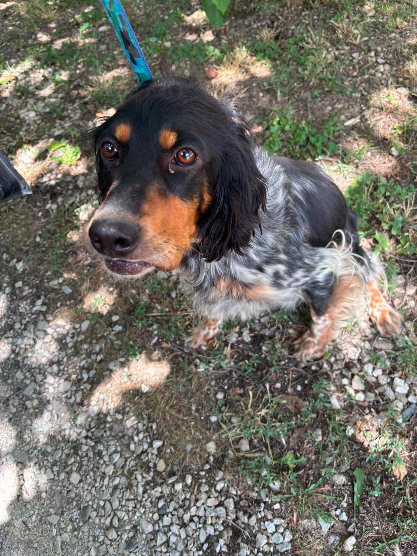 Maya