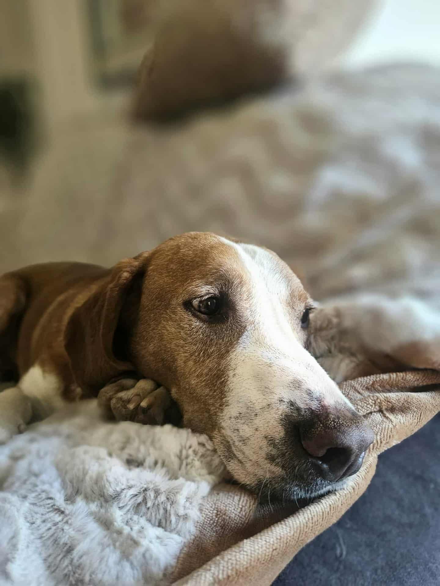 Mike – Setter Saviours