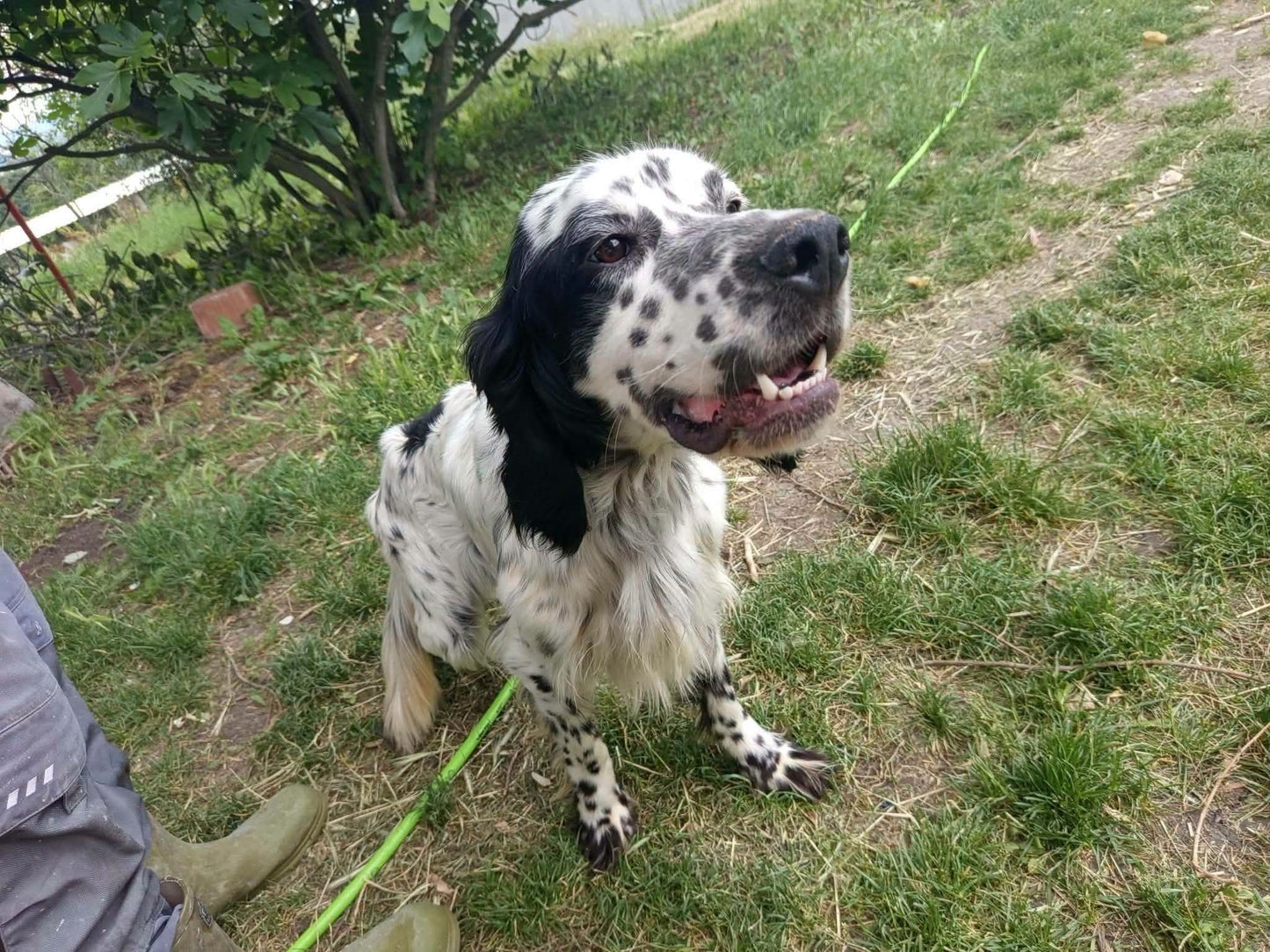 Milo