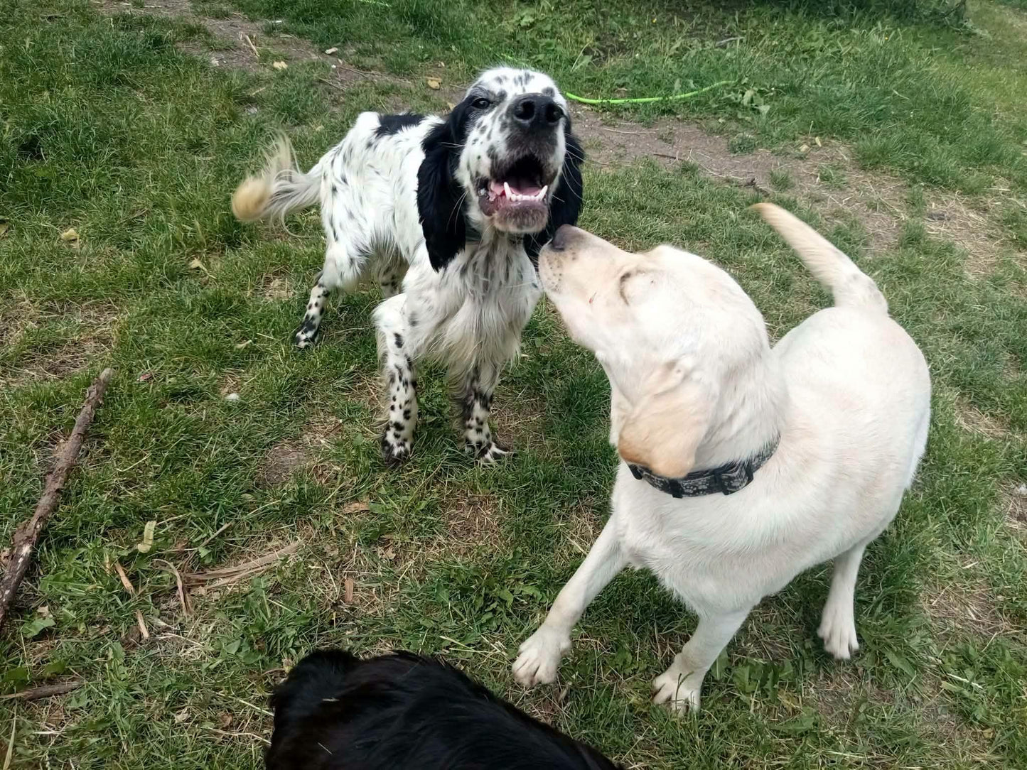 Milo