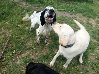 Milo