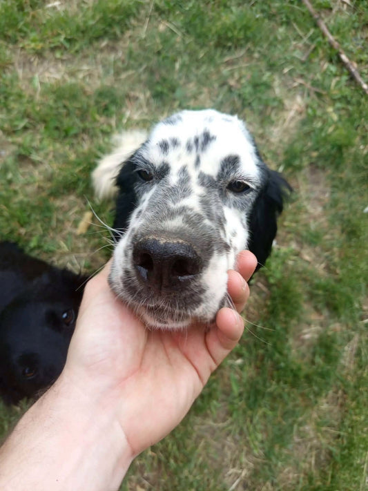 Milo