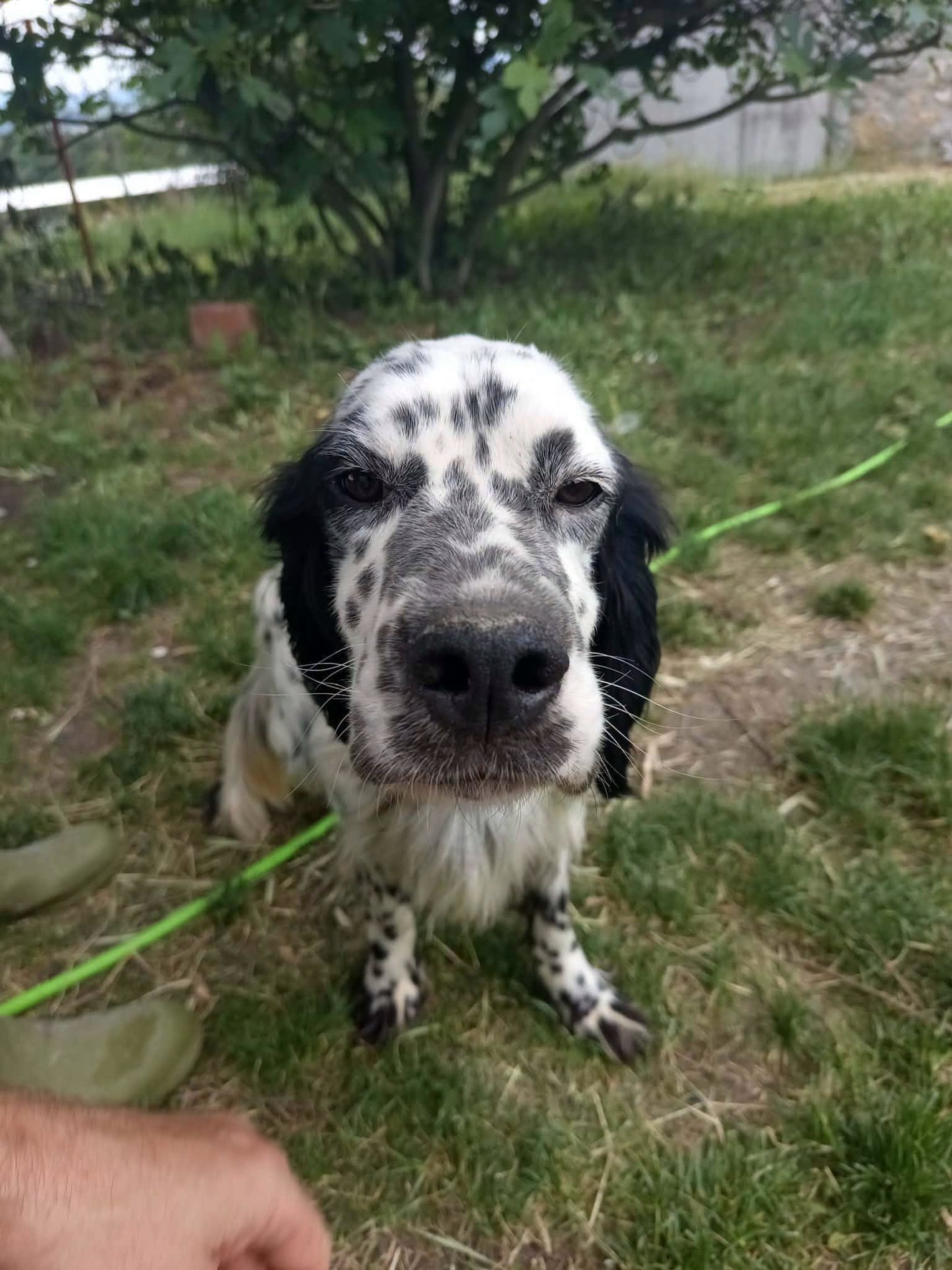 Milo