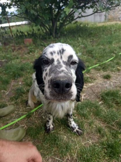 Milo